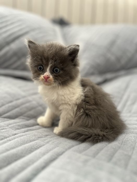 отдам котят , в хорошие руки