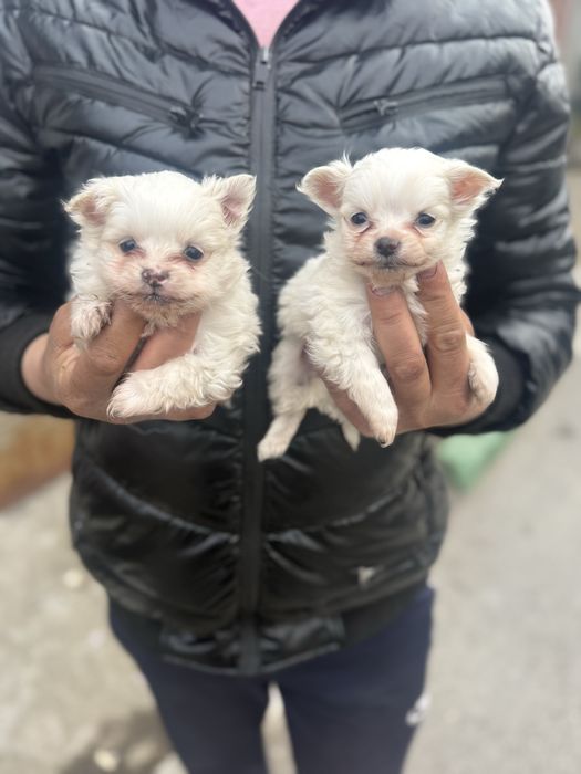 Maltese последни две мъжки