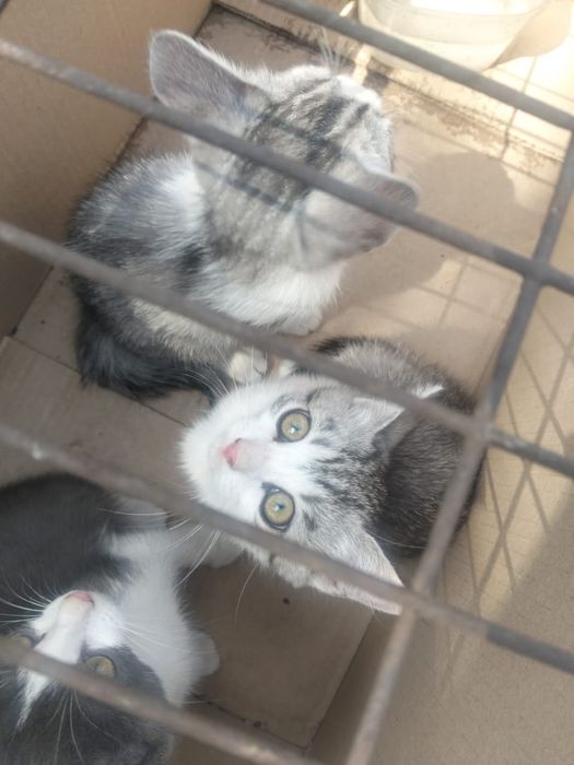 Отдам милых котят!!!