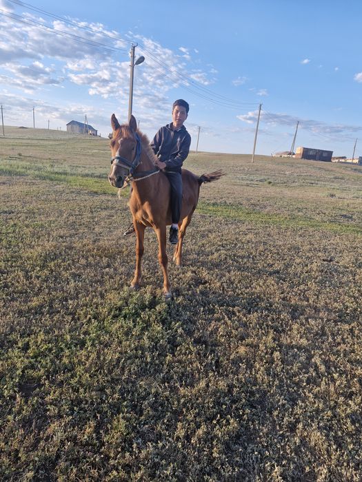 Жылкы кокпар ат айгыр