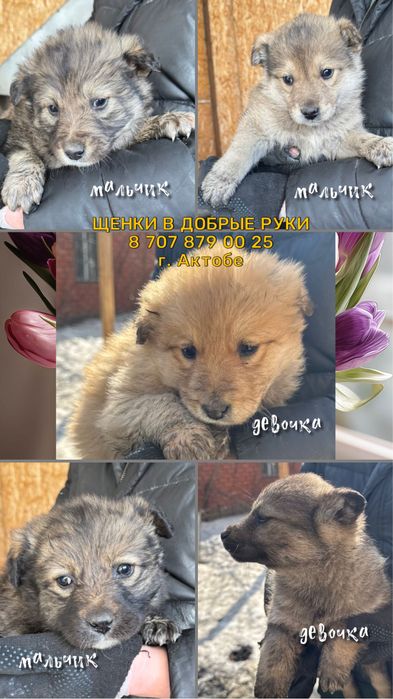 Щенки отдаем в добрые руки бесплатно