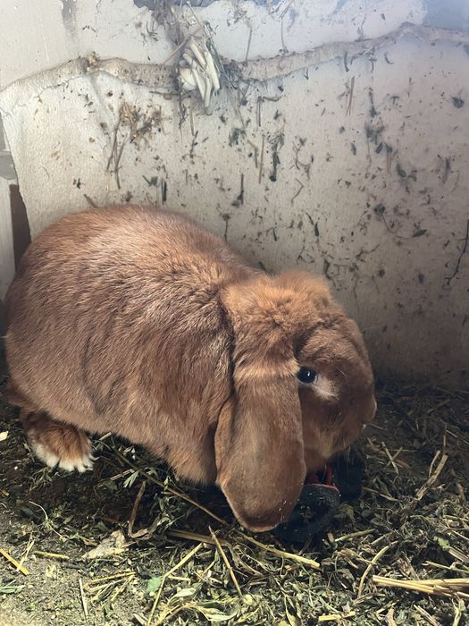 De vanzare 2 Iepuri Berbec German portocaliu ( tatuati).