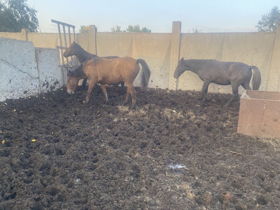 Продам тайчики кобыл жеребчиков