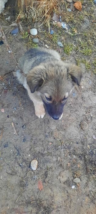 Томпақ сатылады күшік