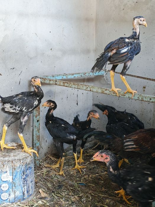 Даканы, 4,5-5 месяцев. Срочная продажа