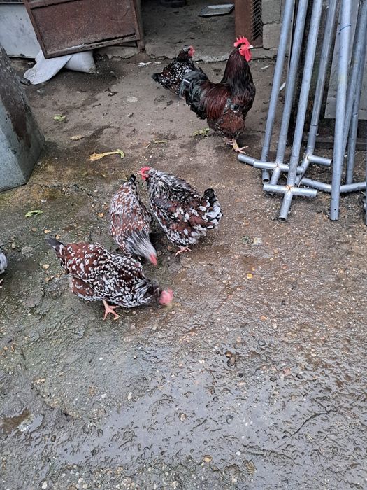 Vând ouă pentru incubat