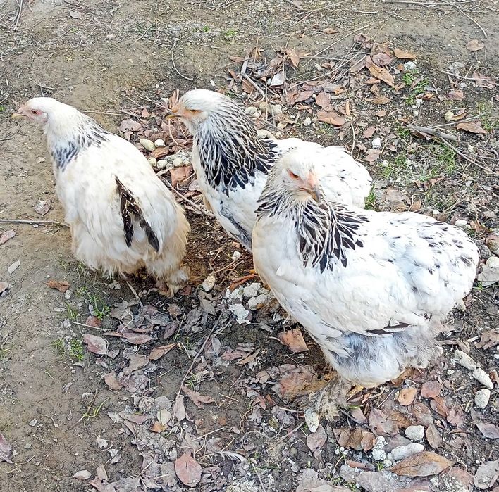 Куры и петухи разных пород