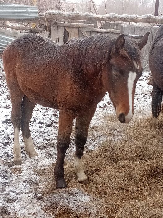 Продается кобылка майская
