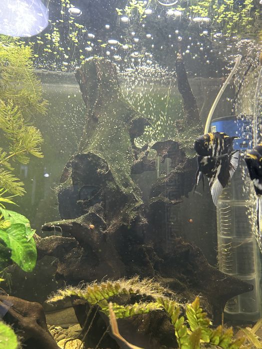 Продается аквариумная коряга