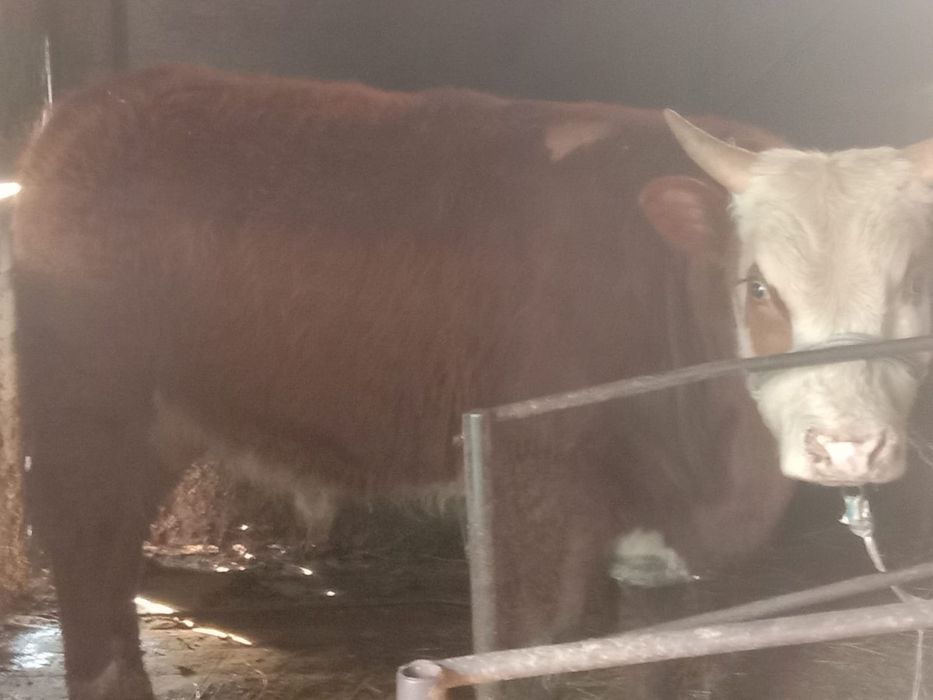 Продам быка бык бычки