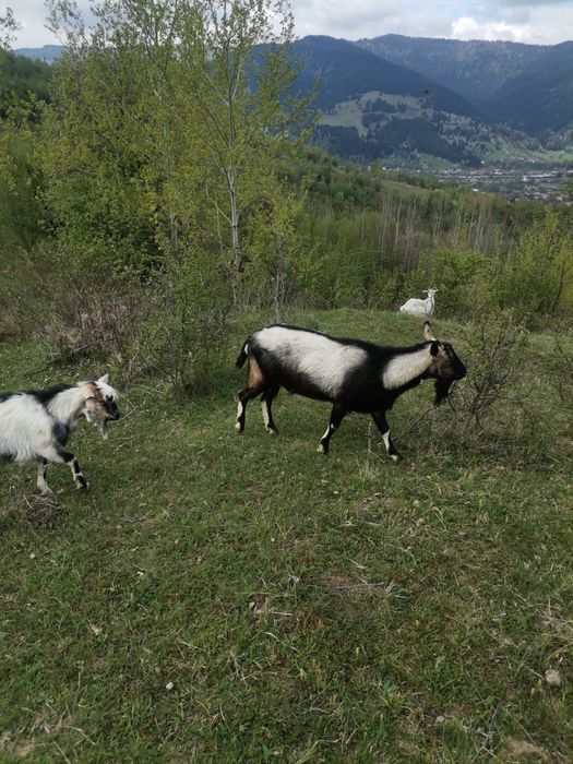 Vand 50 de capre Saanen si Anglonubian
