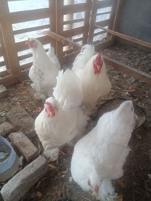 Birama tovuq xorozlari
