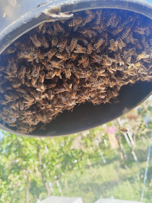 Vând roi albine  naturali