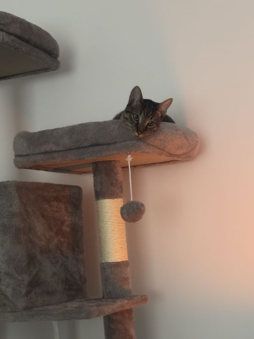 Pisica pentru adoptie