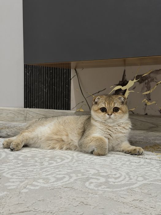 Продаю котенка, золотая шиншилла
