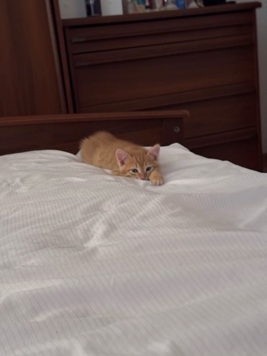Котёнок продаётся