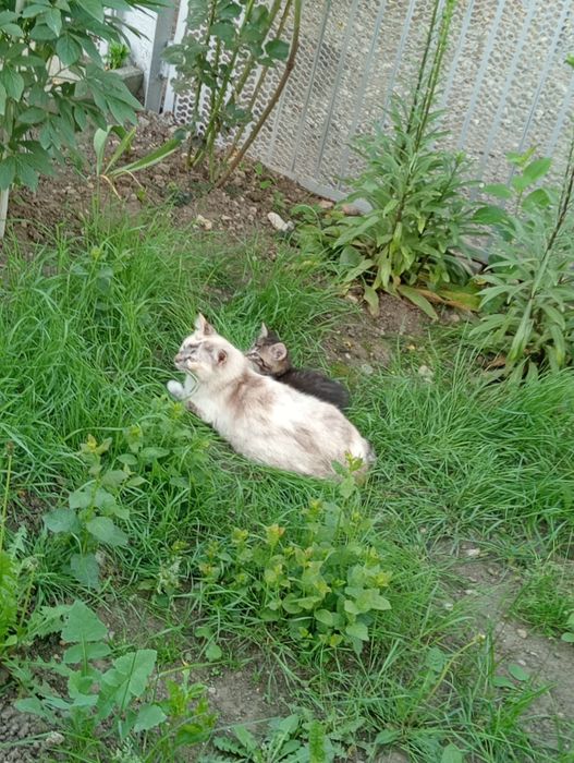 Donez pui de pisica în vârstă de 8 săptămâni