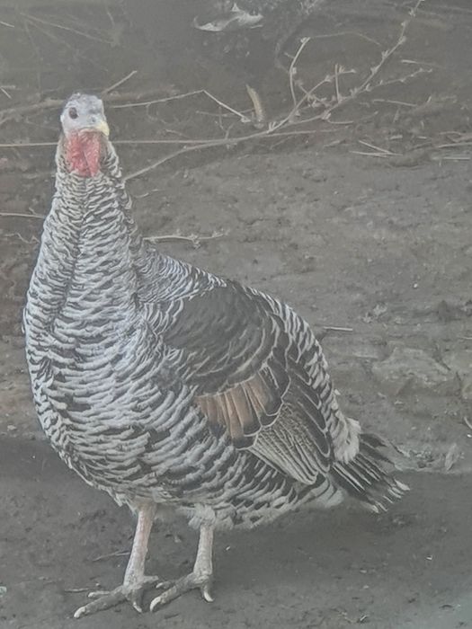 Induk mokiyon sotiladi