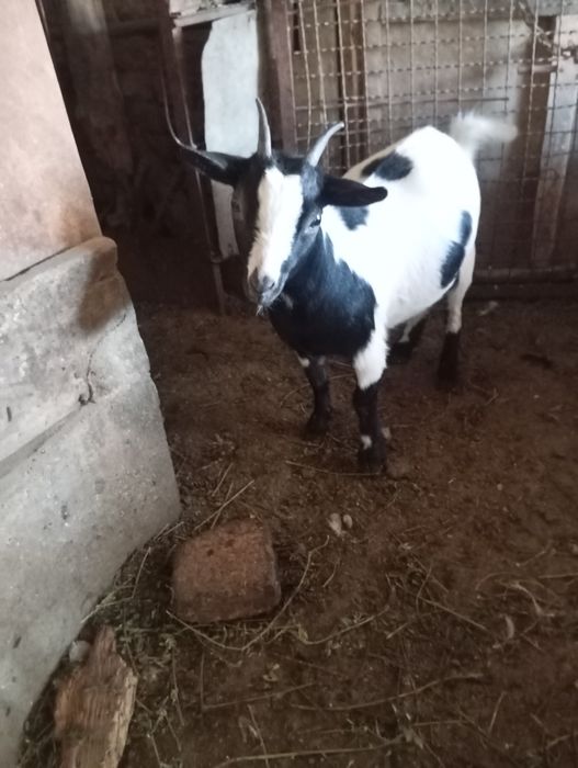 Продавам декоративни кози