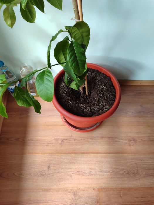 Vând lamai înalt de 1,5 metri!