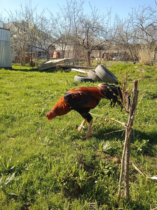 Бабақ қораз сатылады