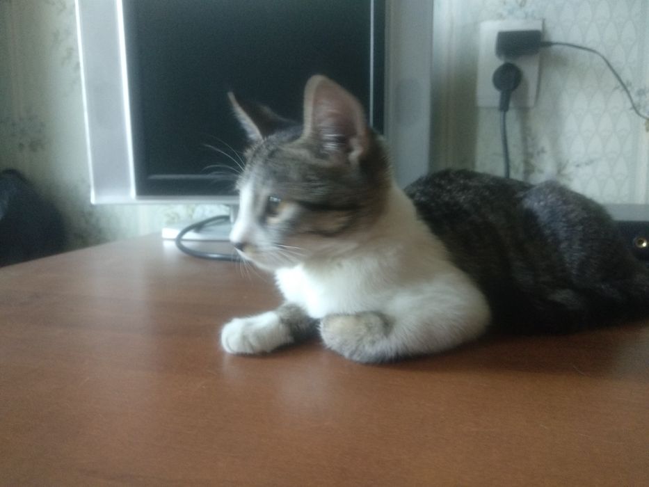 Котенок мальчик СРОЧНО