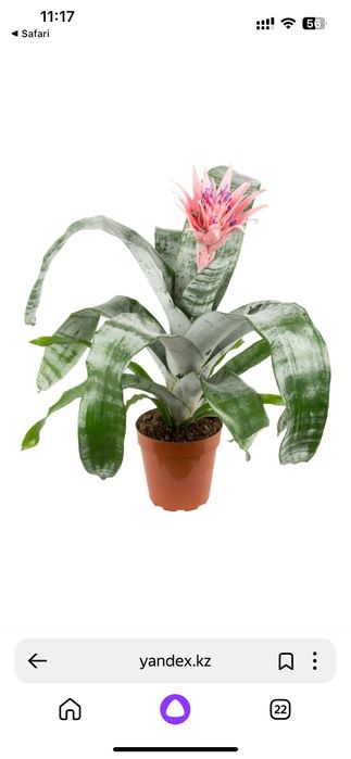 Эхмея комнатная ( гузмания)