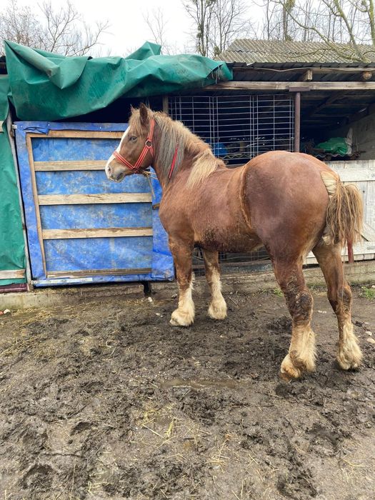 Harmasar de vinzare vistra 3 ani proba la fata locului  ,foarte cumint