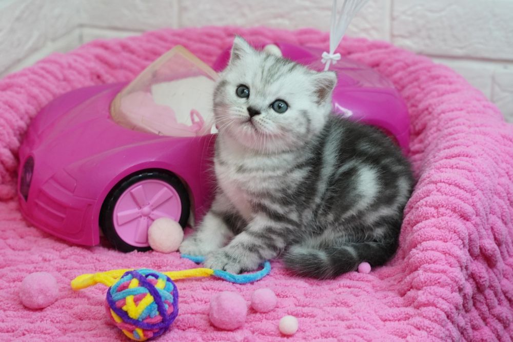 Вислоухие котята.