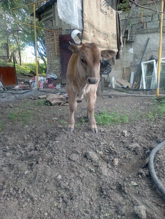 Продам Бычка 3 месяца