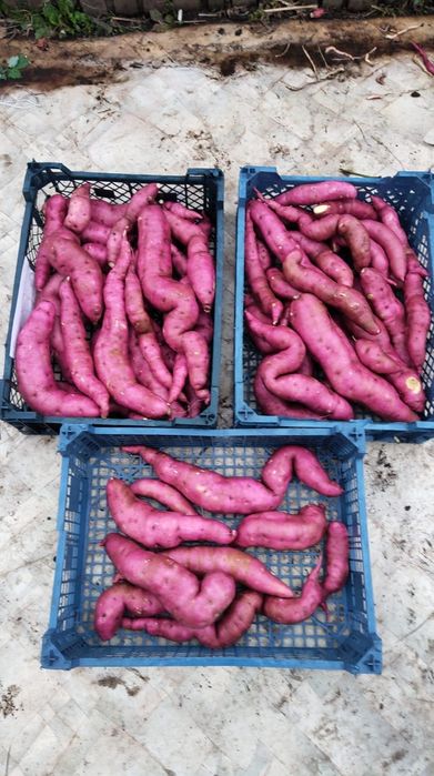 Клубни батата, рассада батата