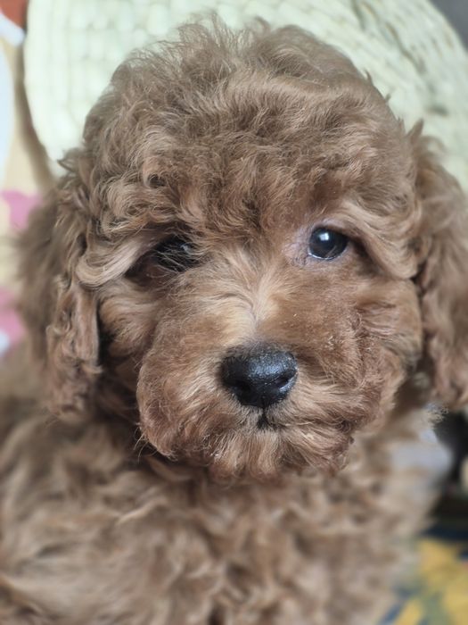 Щенки миниатюрного пуделя