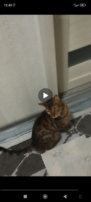 Bengalskiy mushuk sotladi