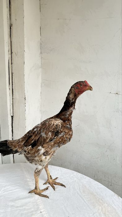 tullak xoʻroz tullak tovuq
