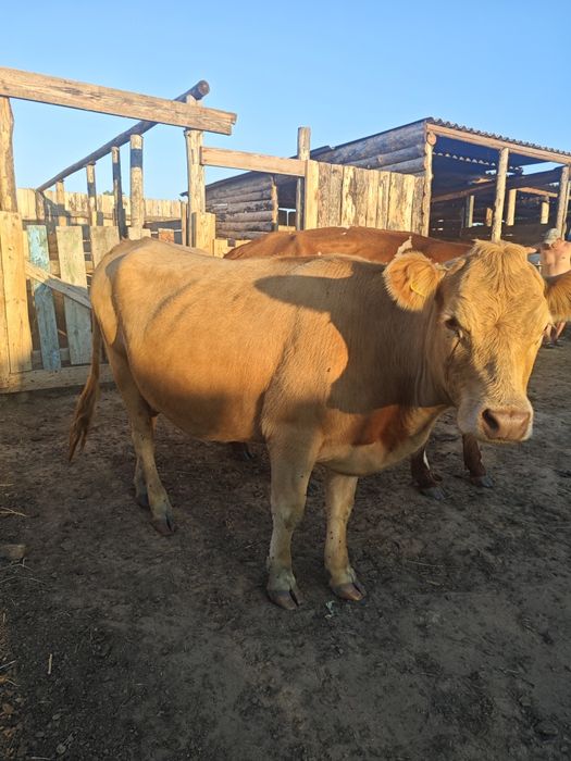 Продам коров дойных