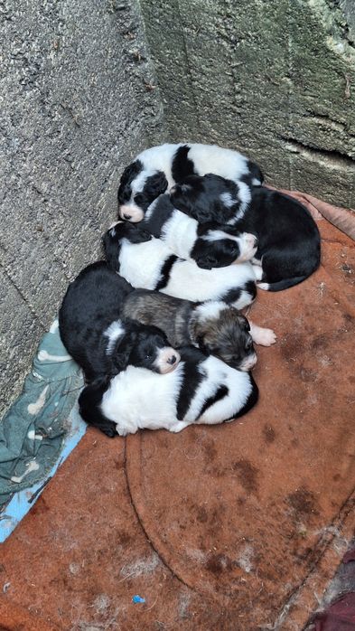 Подаряват се 6 броя малки кученца.