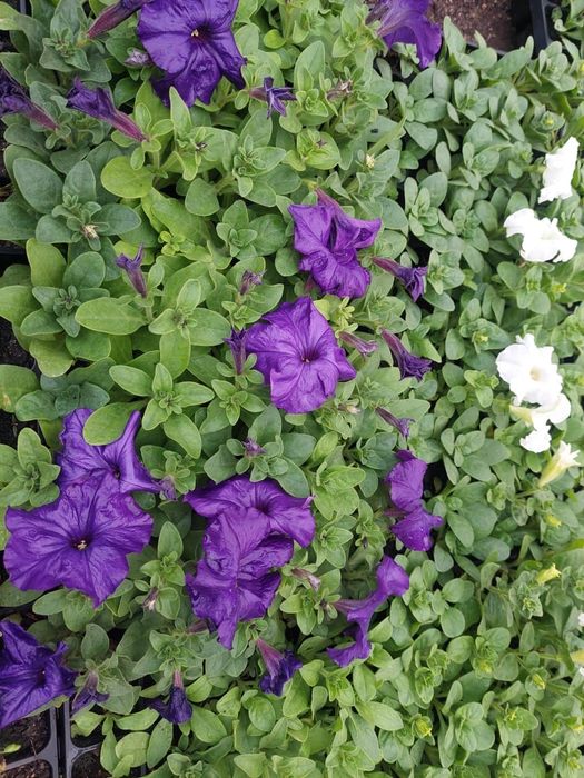 Продам петунию оптом