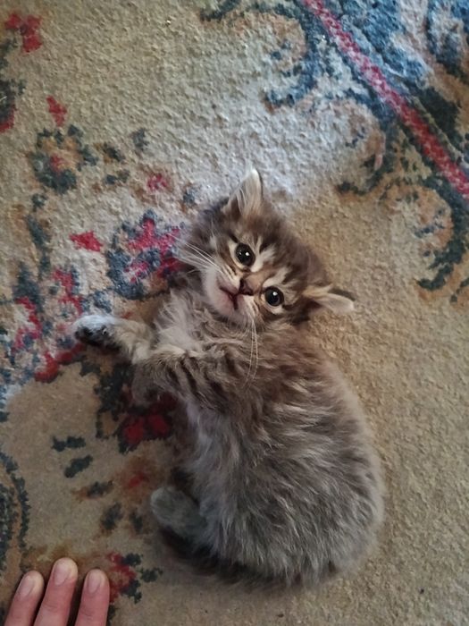 Отдам котят девочки