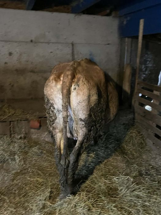 Vaca cu lapte de vânzare