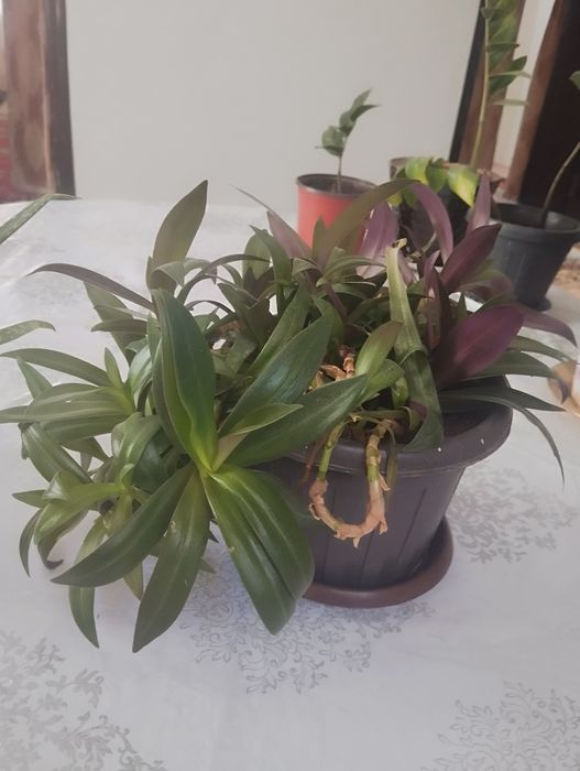 Комнатные цветы/Үй гүлдері