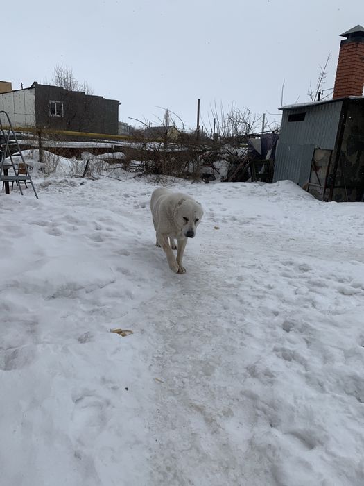 Алабай ждёт невесту