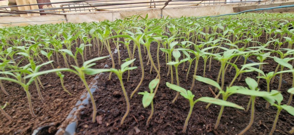 Răsad roșii Prekos,Paris si Riana