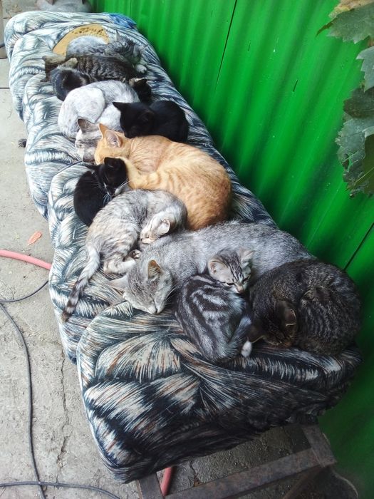 Котятаочень симпотичные