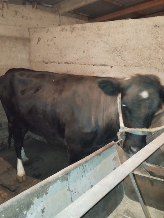 1 туған сиыр сатылады