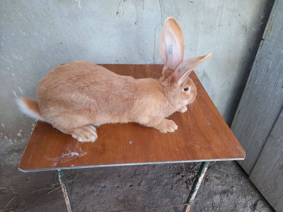 Disponibili pui de iepuri Urias German din parinți tatuați care au participat in expoziți se pot vedea in Baĺs judetul Olt