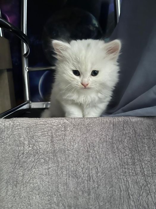 Котята вислоухые по два месяца