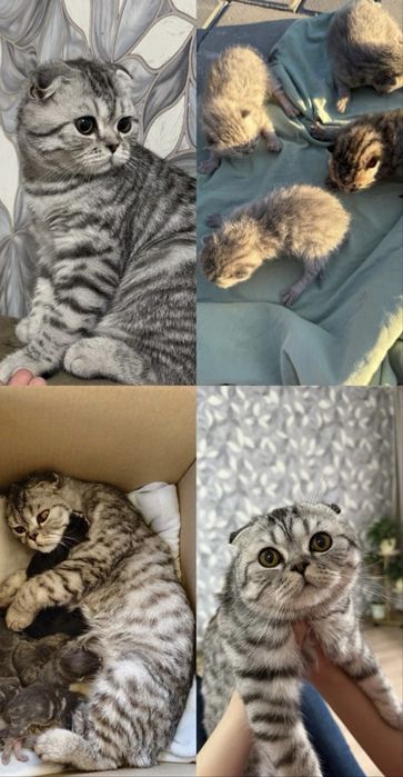 Британский котенок,вислоухие
