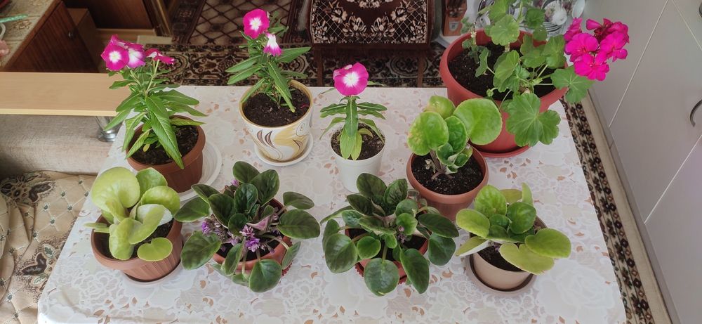 Продам красивые цветы