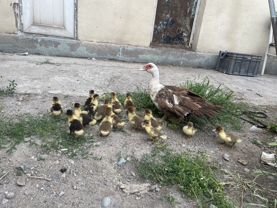 Продам утку с утятами
