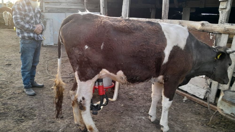 Кашар Телка Продам